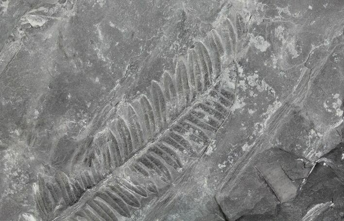 Wide Fossil Seed Fern Plate - Pennsylvania #65908